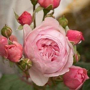 Meet your Posher, Dawn